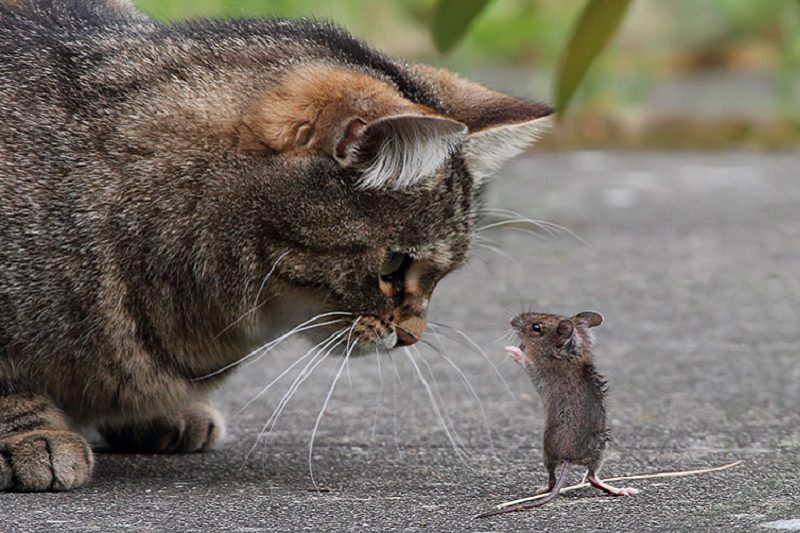 nuôi mèo bắt chuột